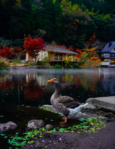 白天，棕色鸭子在树旁的水上